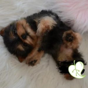 Dog Plushies Realistic Yorkshire Terrier Puppy: Lifelike Imitation Dog Companion